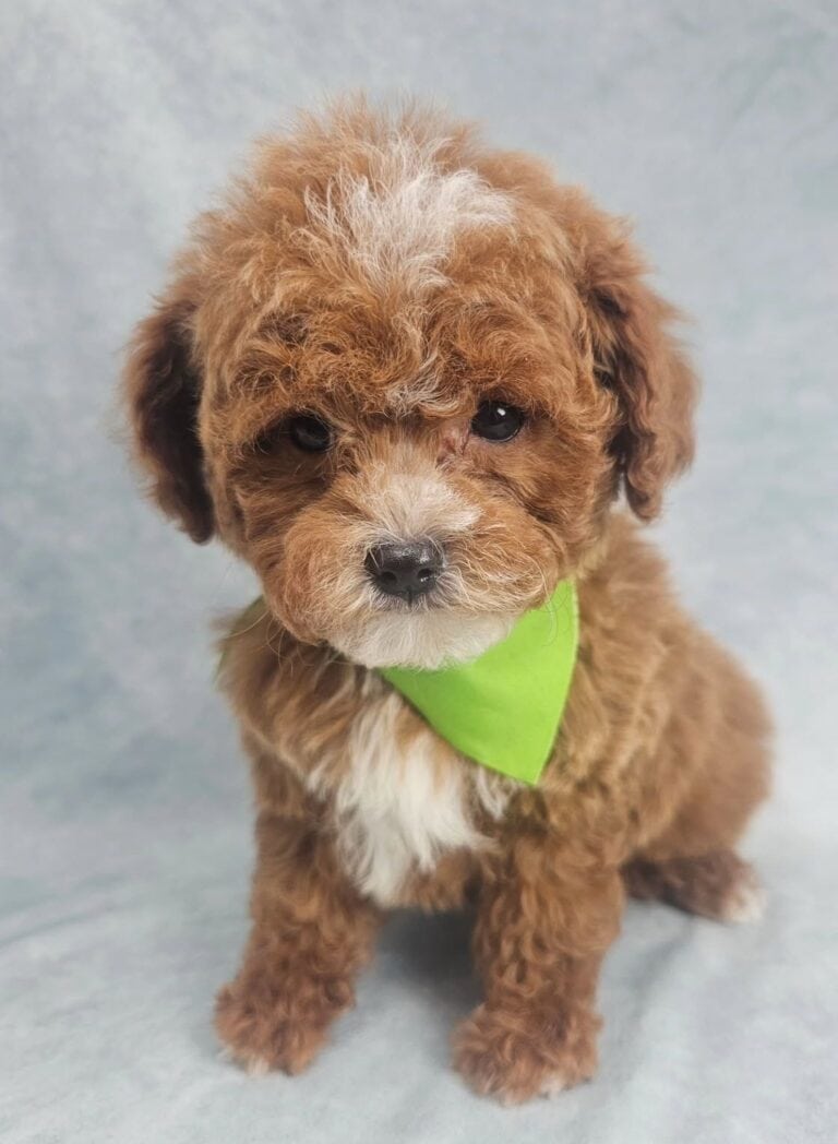 Criadero de cachorros Cavapoo