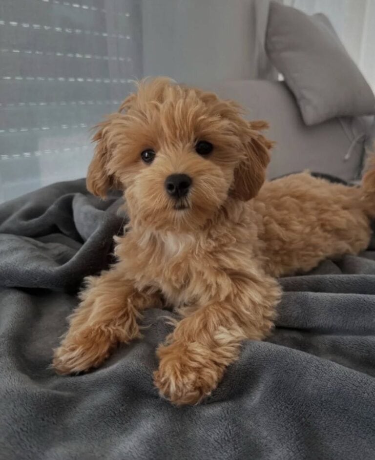 Criadero de cachorros Cavapoo