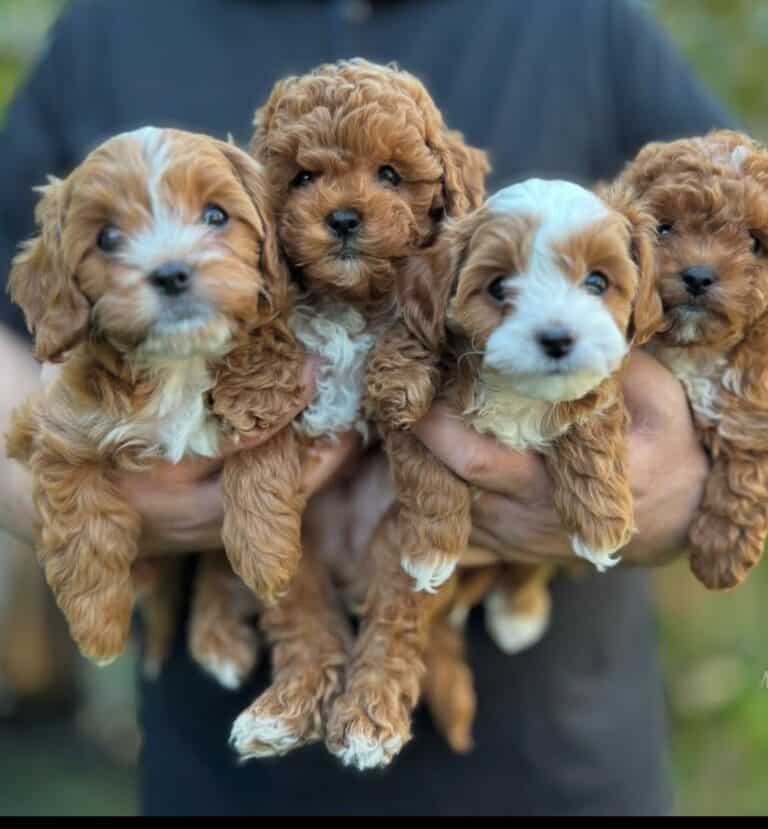 Criadero de cachorros Cavapoo