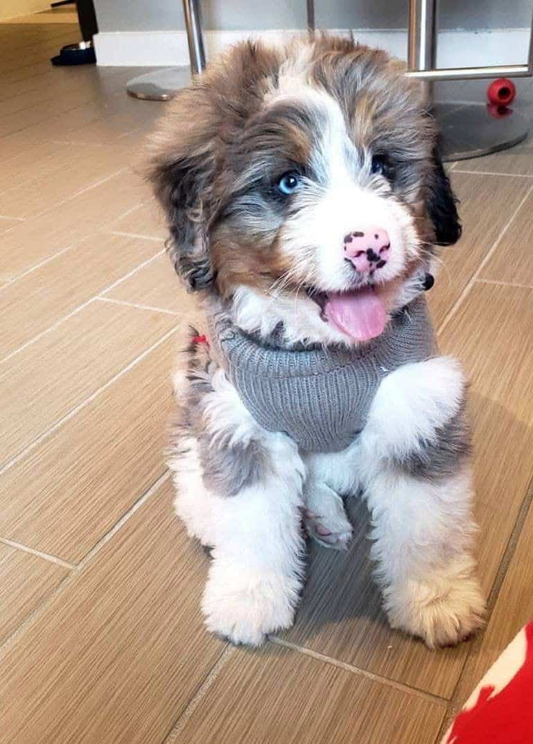 Criadero De Perros Bernedoodle