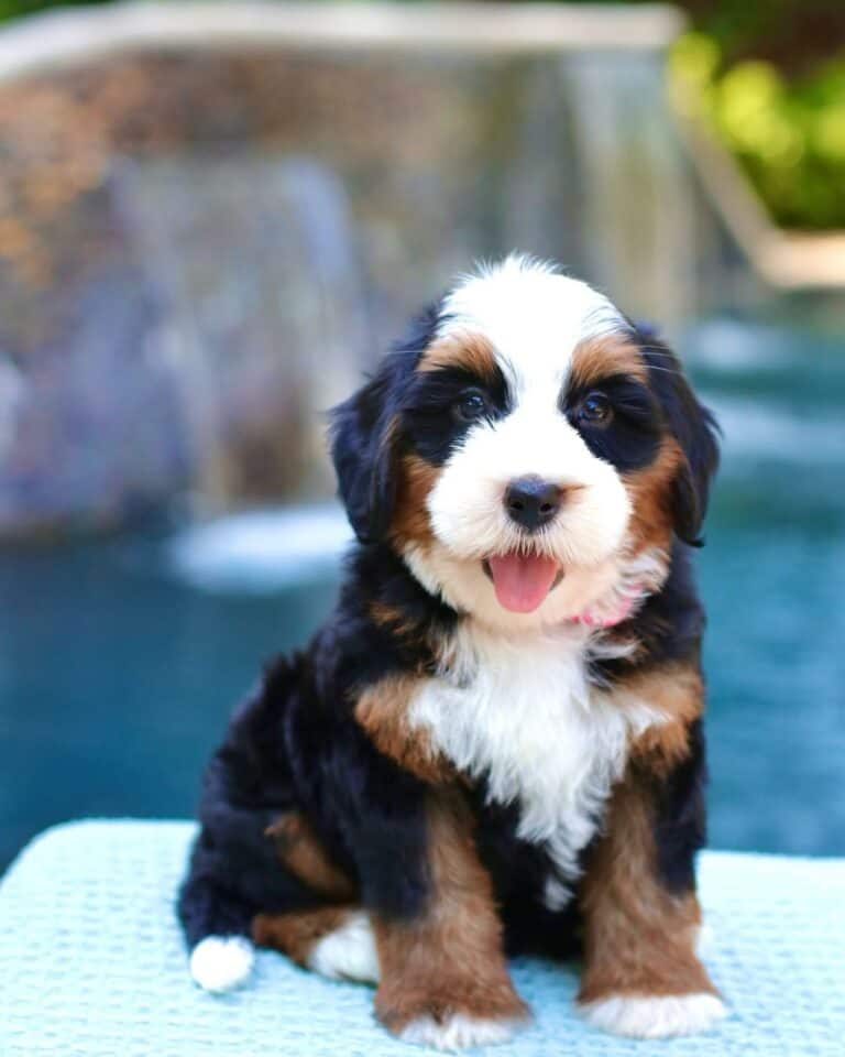 Criadero De Perros Bernedoodle