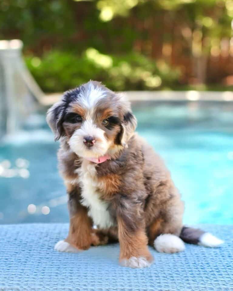 Criadero De Perros Bernedoodle