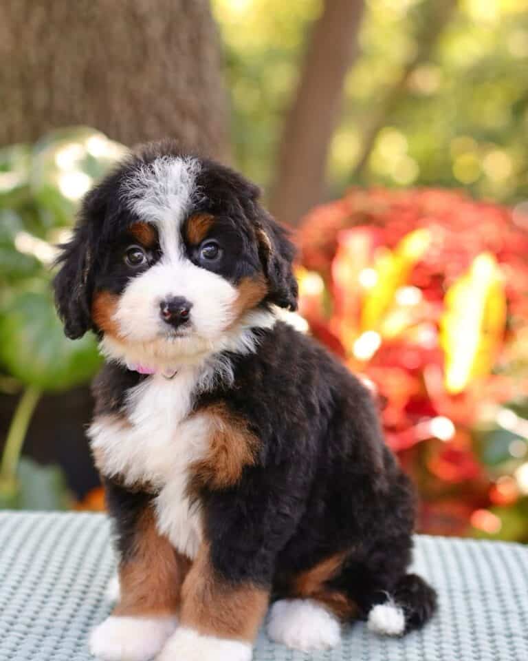 Criadero De Perros Bernedoodle