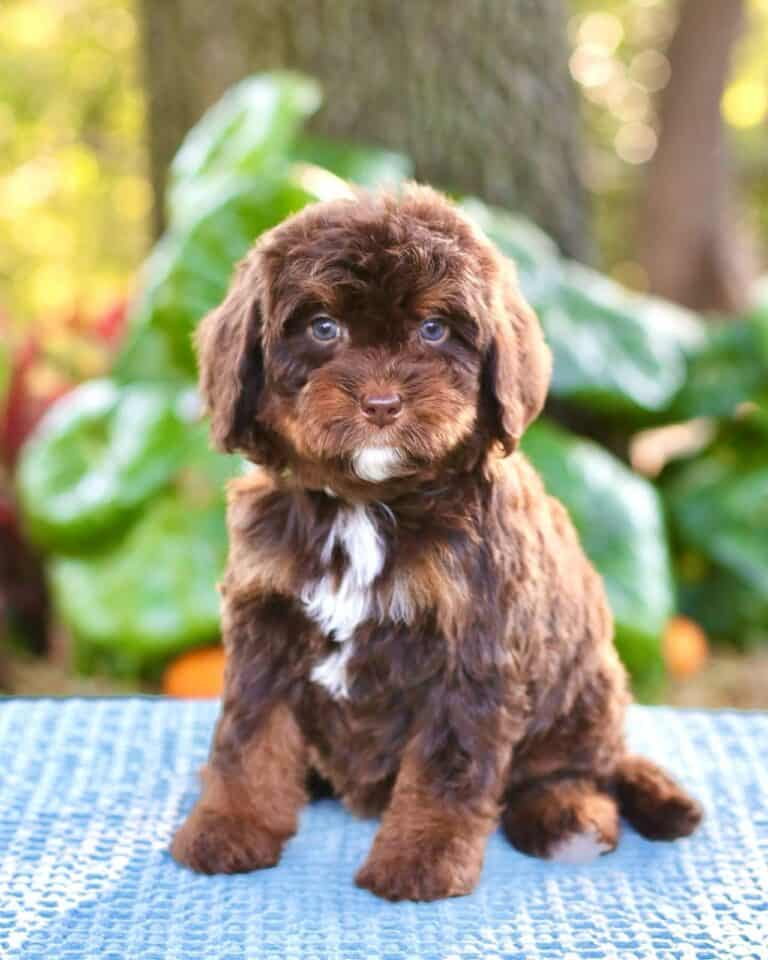 Criadero De Perros Bernedoodle