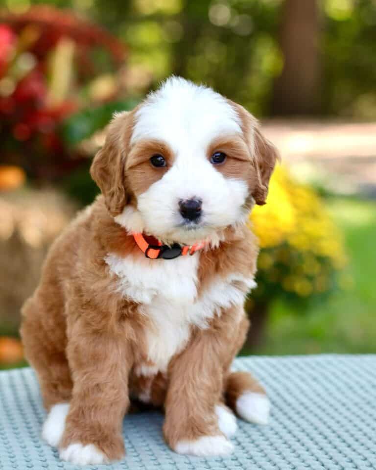 Criadero De Perros Bernedoodle