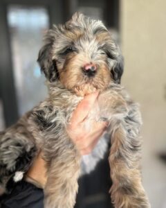 Criadero De Perros Bernedoodle