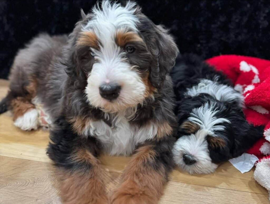 Criadero De Perros Bernedoodle