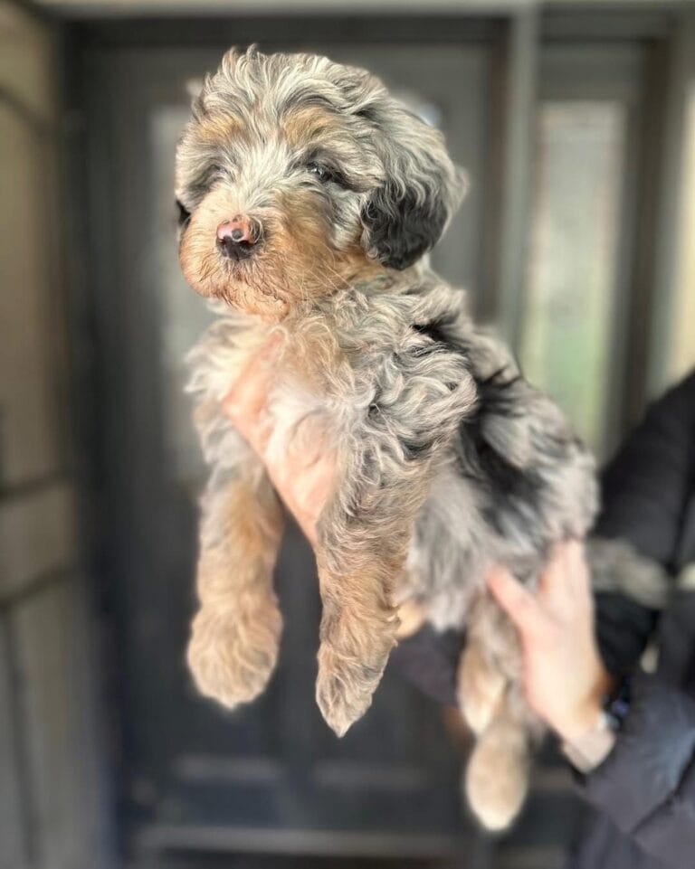 Criadero De Perros Bernedoodle