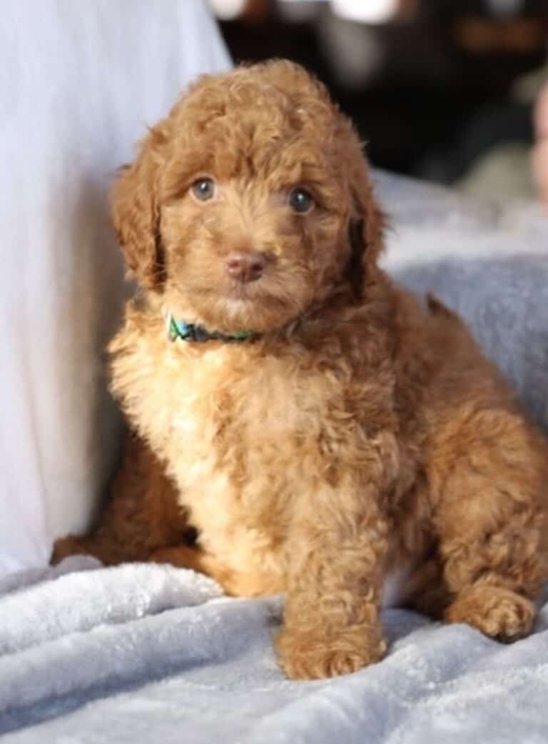 Criadero de Perros Goldendoodle