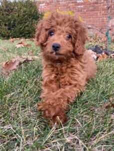 Criadero de Perros Goldendoodle