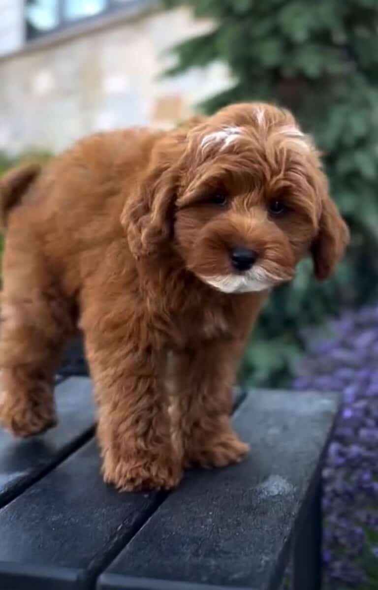 Criadero de Perros Goldendoodle