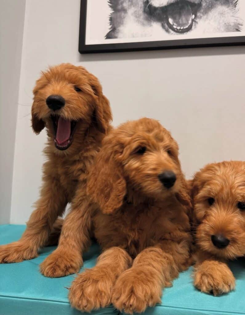 Criadero de Perros Goldendoodle