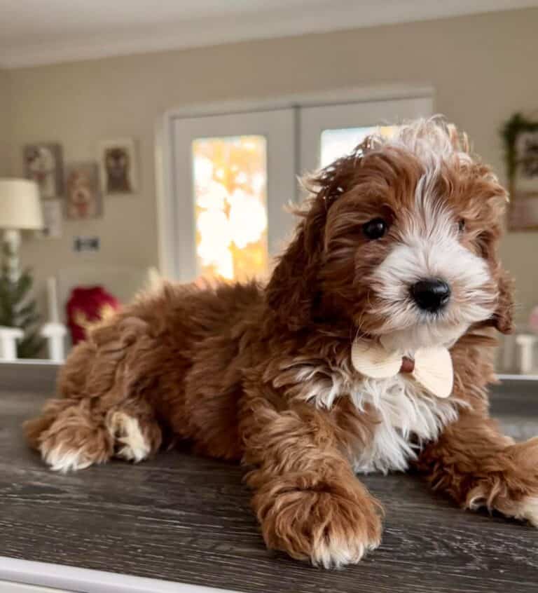 Criadero de Perros Goldendoodle