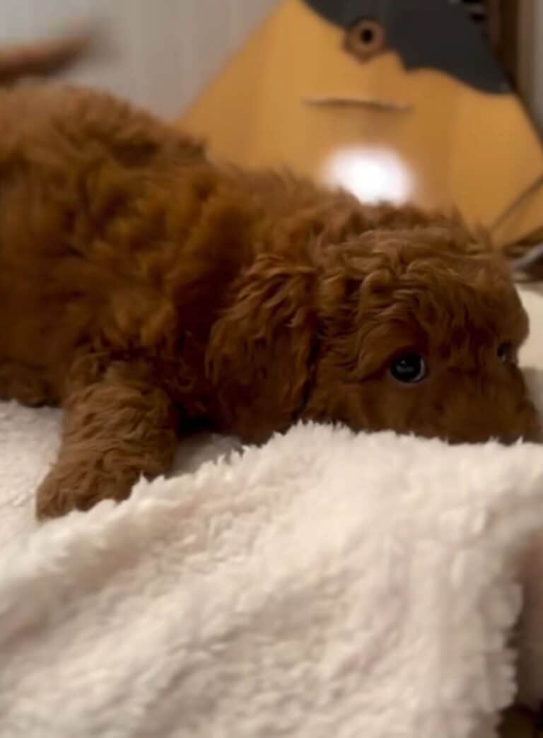 Criadero de Perros Goldendoodle