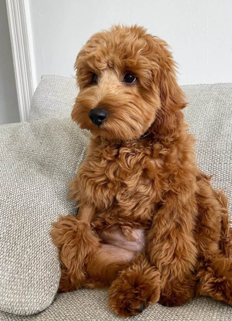 Criadero de Perros Goldendoodle