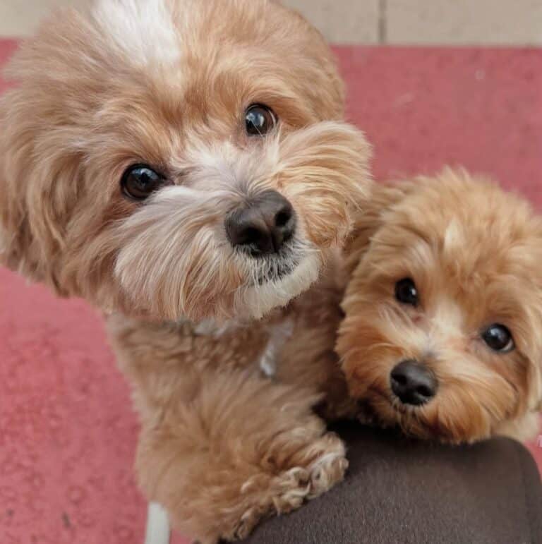 Criadero de Perros Maltipoo