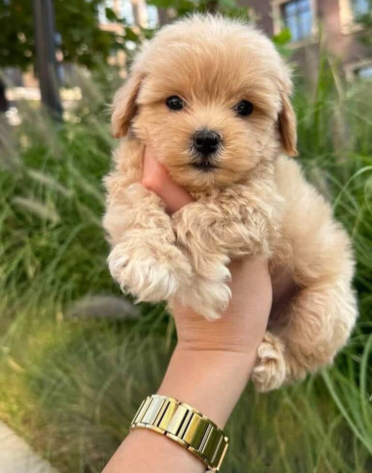 Criadero de Perros Maltipoo