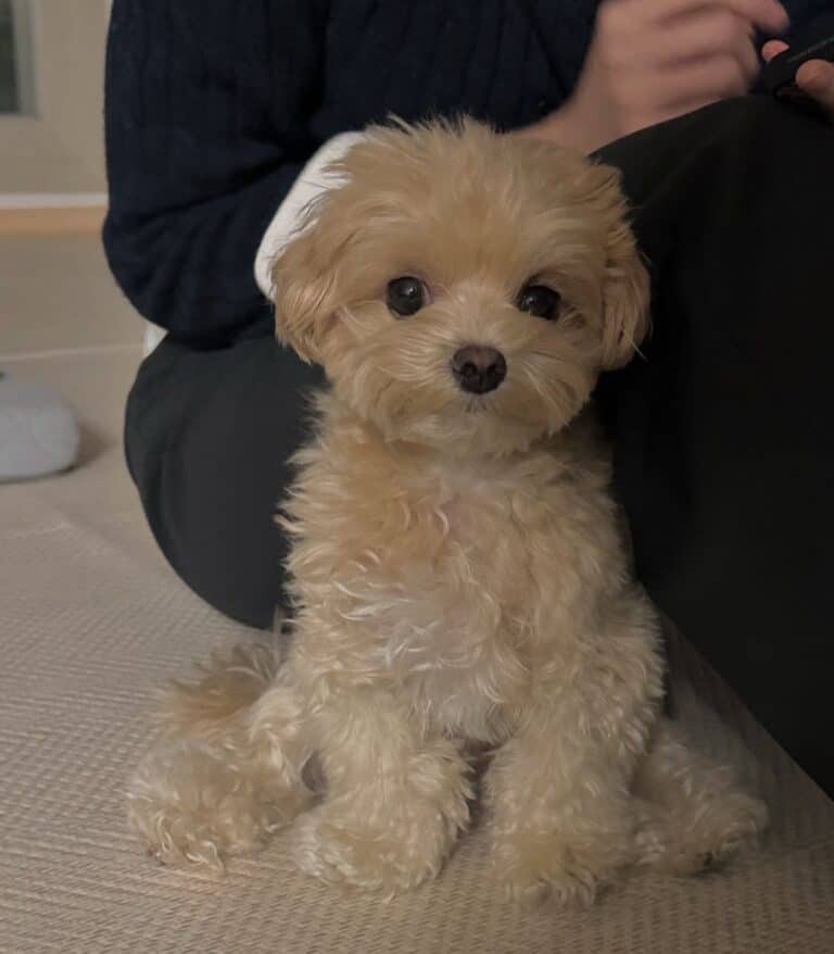 Criadero de Perros Maltipoo