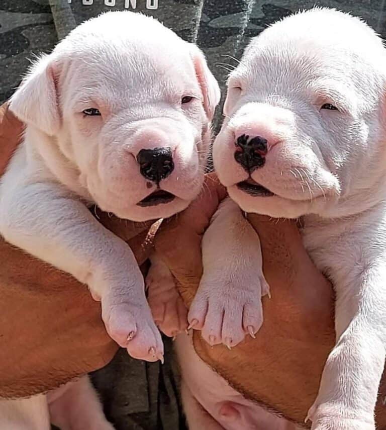 Criadero de Perros Dogo argentino