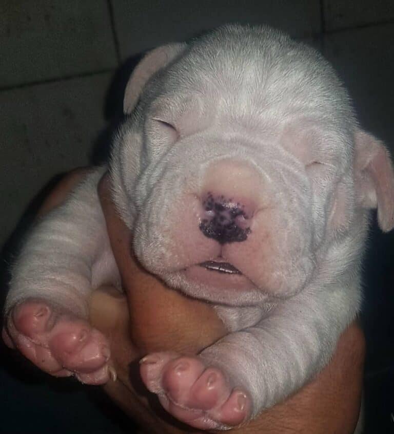 Criadero de Perros Dogo argentino