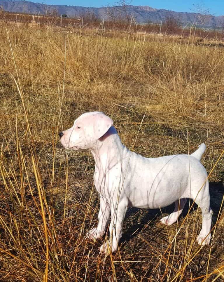 Criadero de Perros Dogo argentino