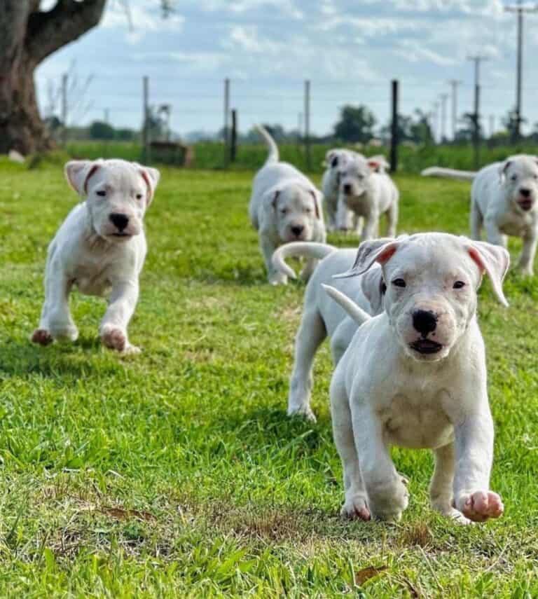 Criadero de Perros Dogo argentino