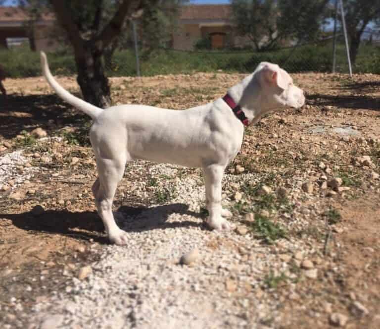 Criadero de Perros Dogo argentino