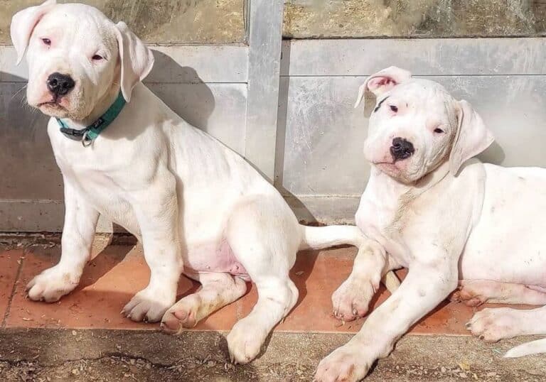 Criadero de Perros Dogo argentino