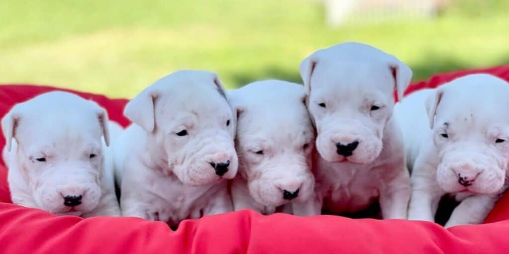 Criadero de Perros Dogo argentino