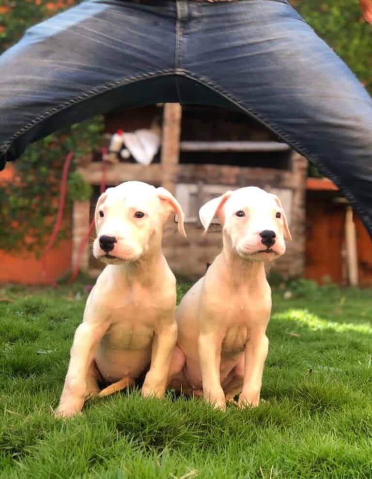 Criadero de Perros Dogo argentino