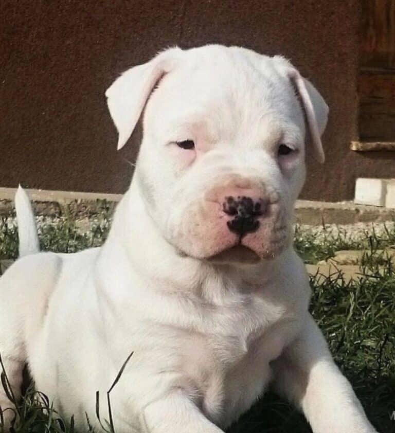 Criadero de Perros Dogo argentino