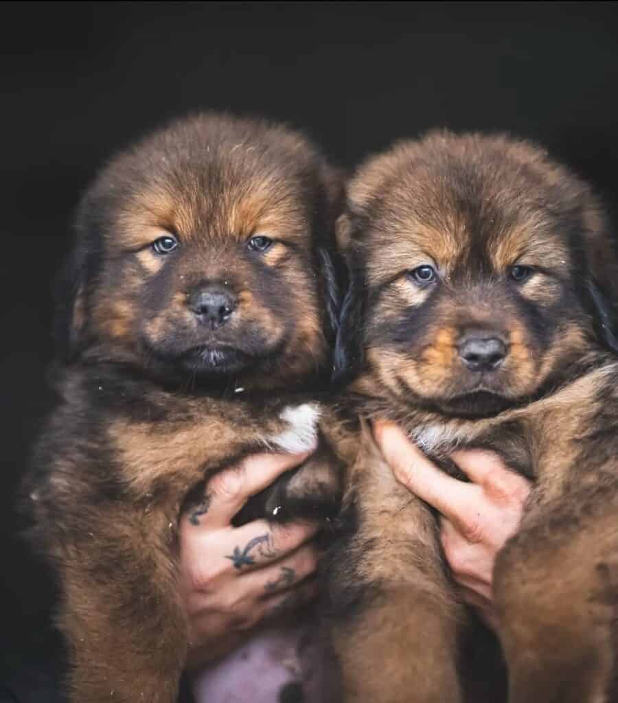 Criadero de Perros Mastin Tibetano