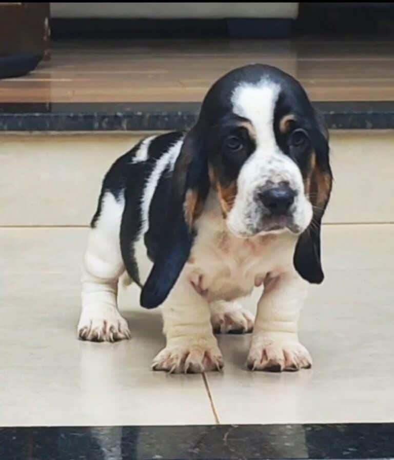 Criadero dePerros Basset Hound