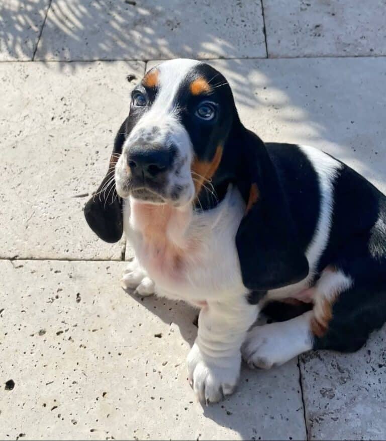 Criadero dePerros Basset Hound