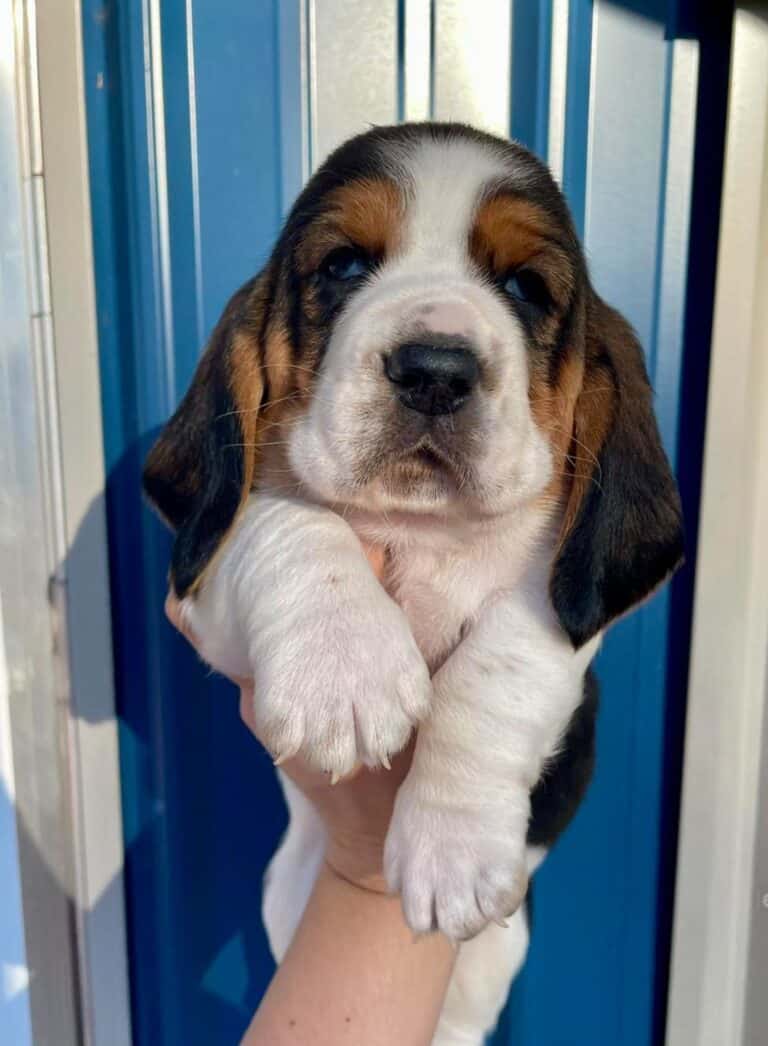 Criadero de Perros Basset Hound