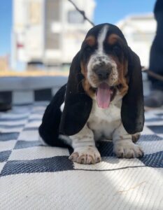 Criadero de Perros Basset Hound