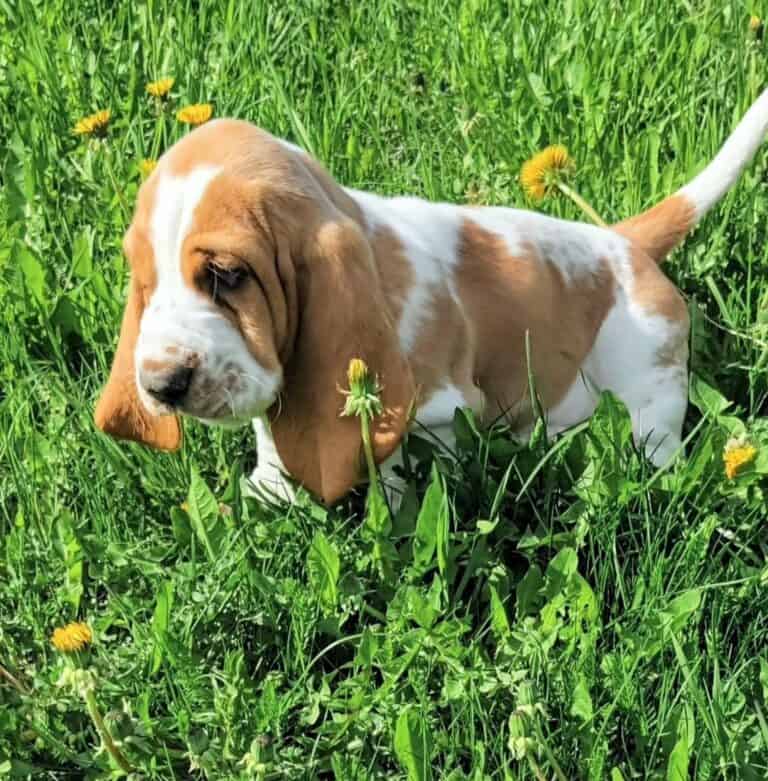 Criadero de Perros Basset Hound