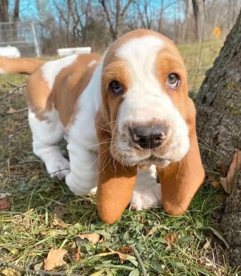 Criadero de Perros Basset Hound