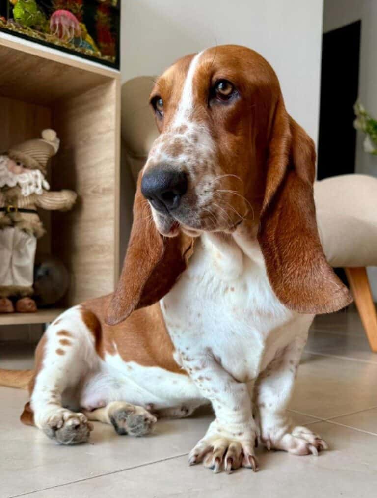 Criadero de Perros Basset Hound