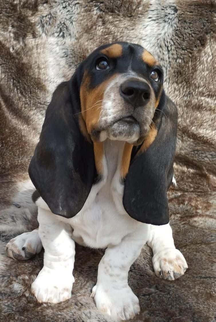 Criadero de Perros Basset Hound