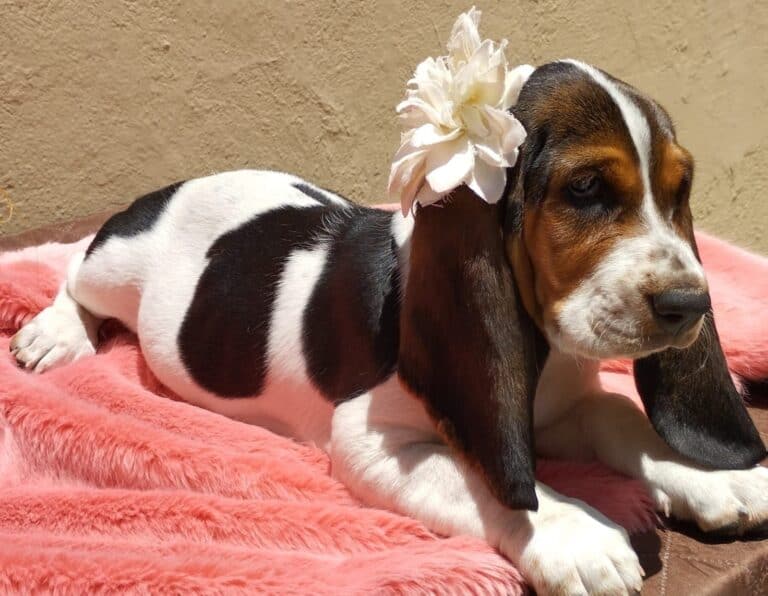 Criadero de Perros Basset Hound