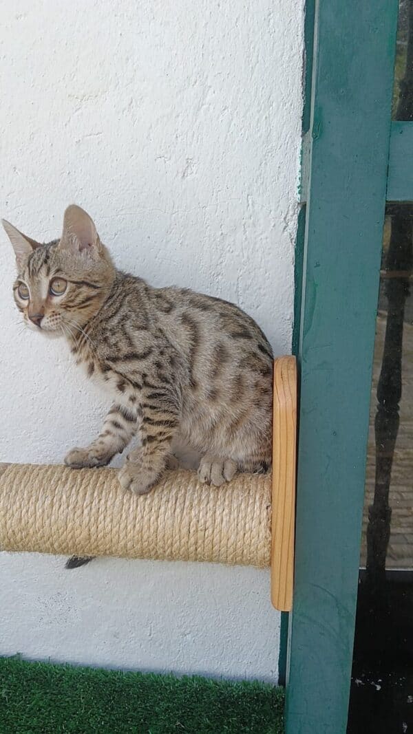 Gato Bengali Macho - Image 2