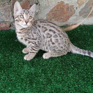 Gato Bengali Macho