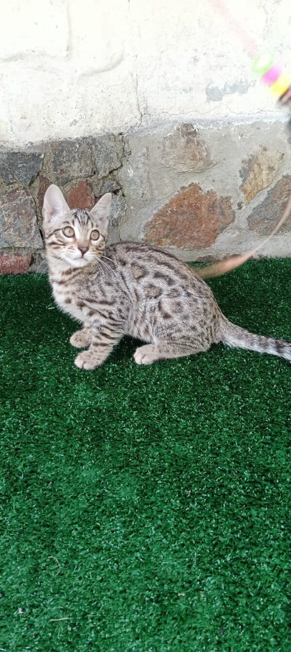 Gato Bengali Macho