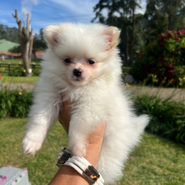 Pomerania Tradicional Blanco Bogotá
