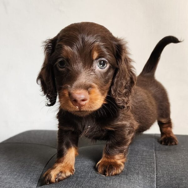 Perros Salchichas Choco At Pelo Largo en Manizales