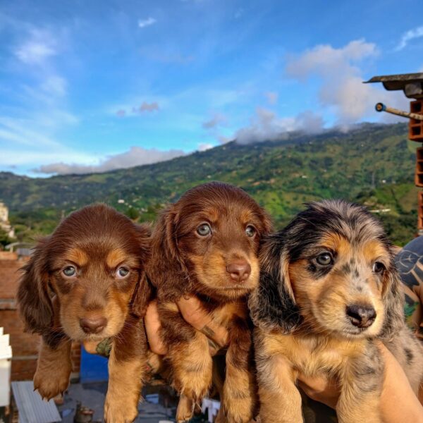 perros Salchichas Pelo Largo Cúcuta