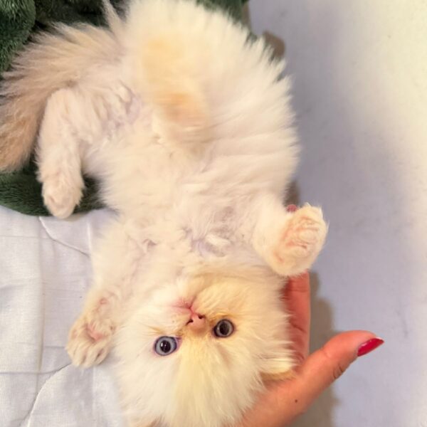 Venta Gatos Persa Bogotá Blanco