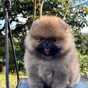Precio Pomeranias Cara de Oso