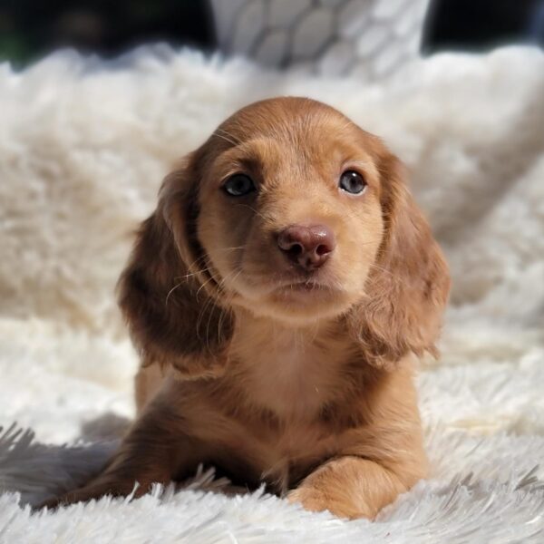 Venta de Perros Salchichas Bucaramanga